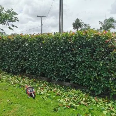 A tall hedge freshly trimmed on the North Shore, with the clippings on the lawn below