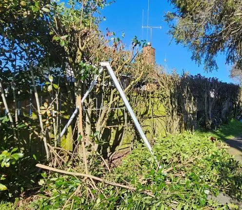 Overgrown hedge and small tree being cut back in Forrest Hill, Auckland